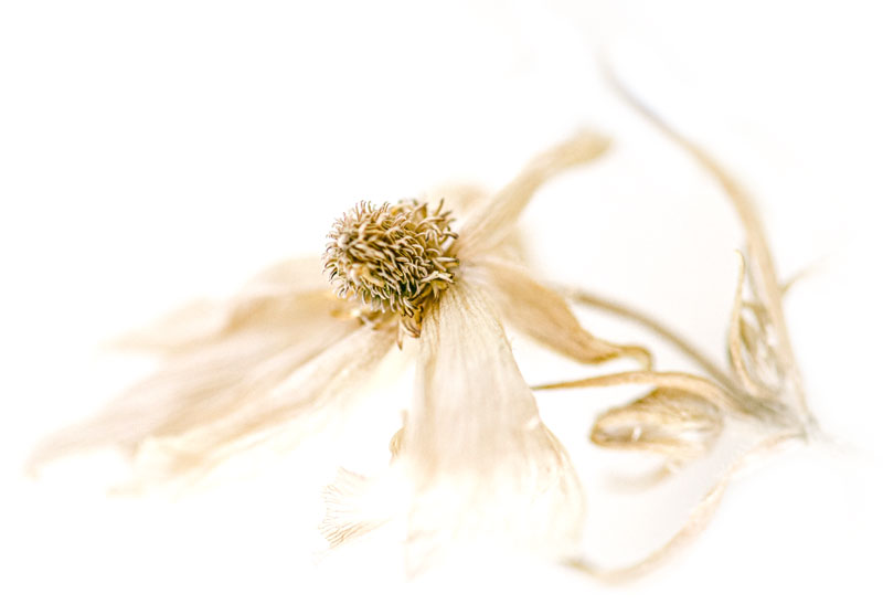 herbal-remedy_62
